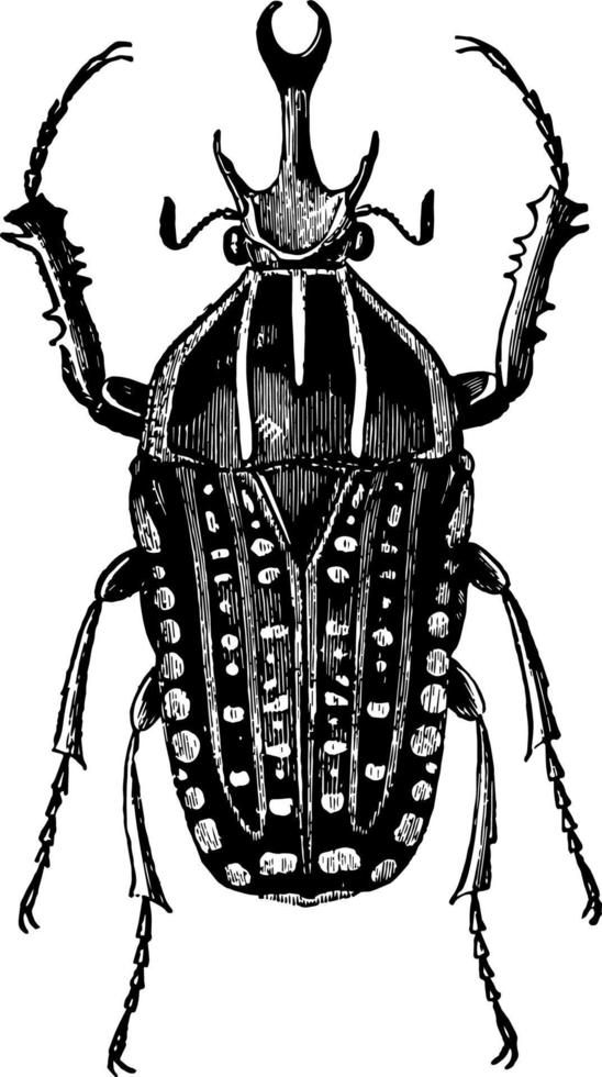 Goliathus Polyphemus vintage illustration. vector