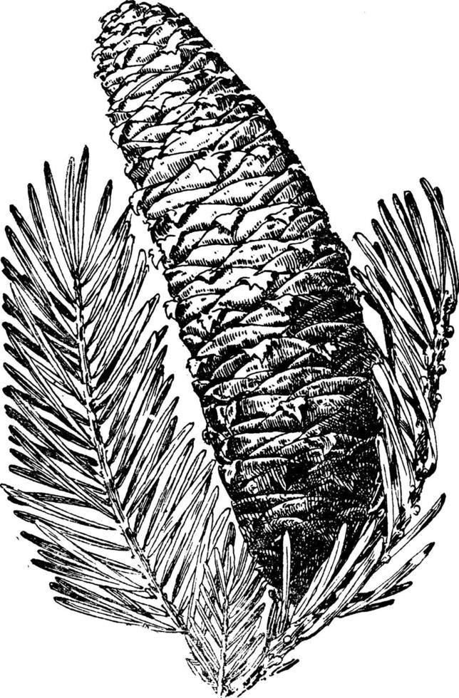 Silver Fir Tree Cone vintage illustration. vector