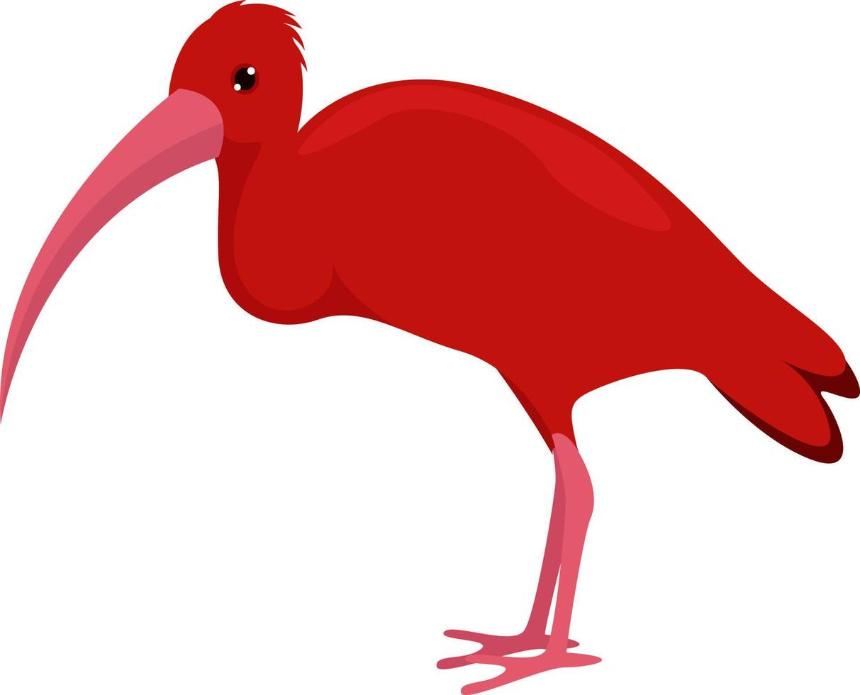 Ibis rojo, ilustración, vector sobre fondo blanco.