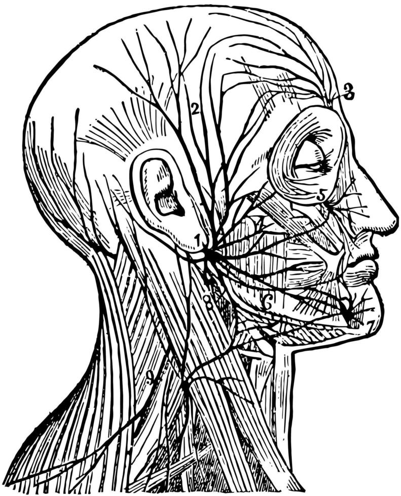 Facial Nerve, vintage illustration. vector