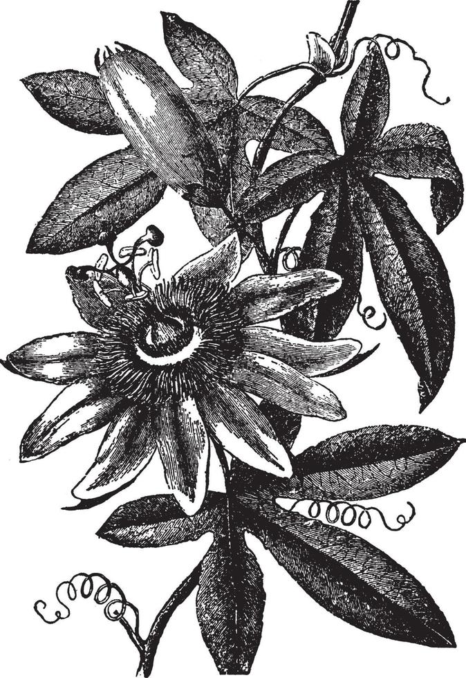 ilustración vintage de la flor de la pasión. vector