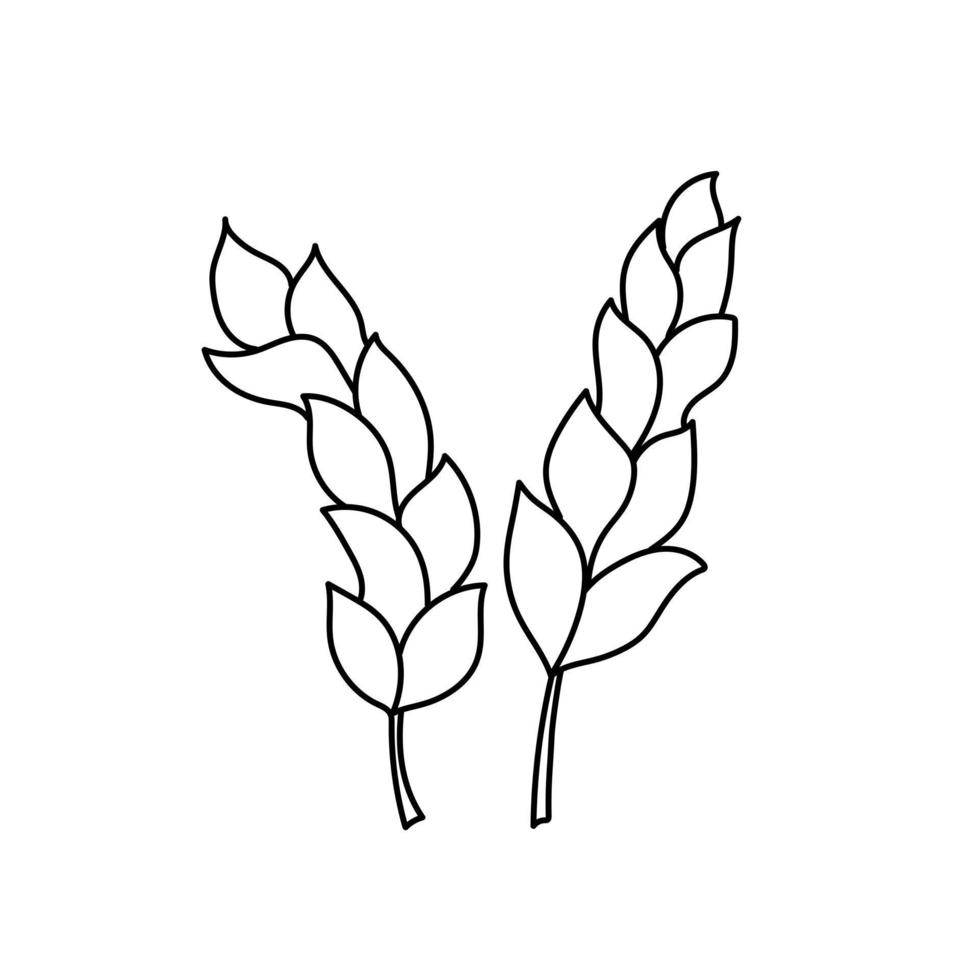 Two ears of wheat icon in outline cartoon style on white. Black and white simple hand-drawn drawing vector