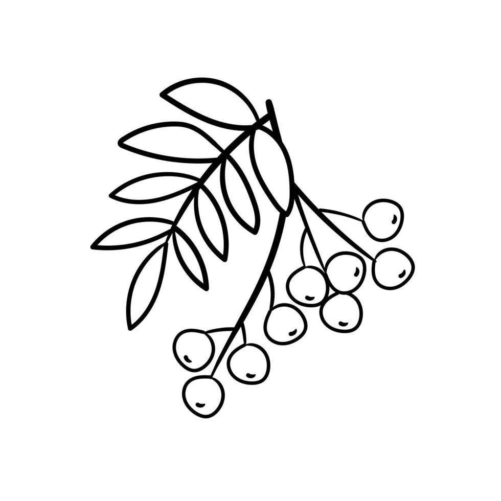 Hand drawn rowan branch, autumn element. Vector illustration in doodle style. Isolated on white. Coloring page