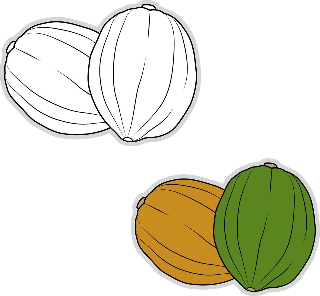 Calabaza de bellota fresca, ilustración, vector sobre fondo blanco.