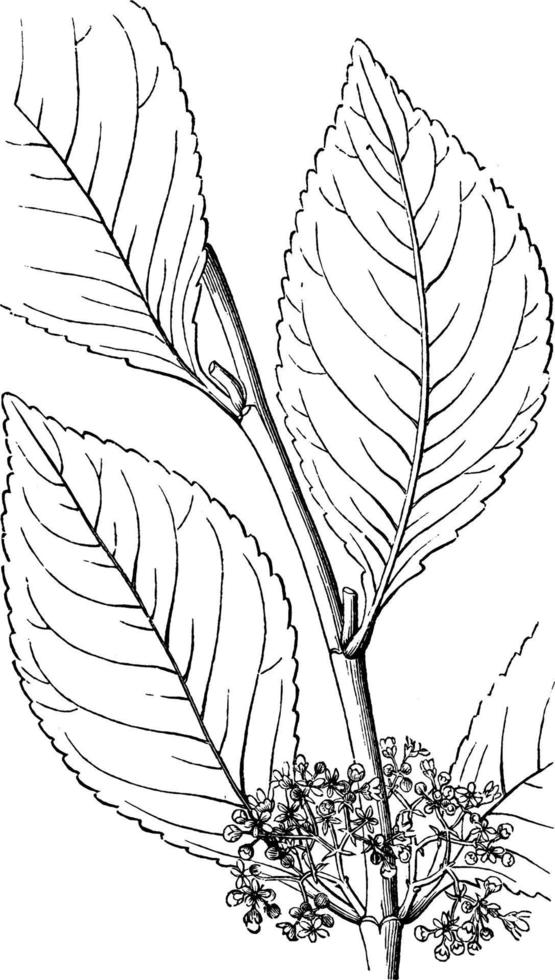 Khat vintage illustration. vector