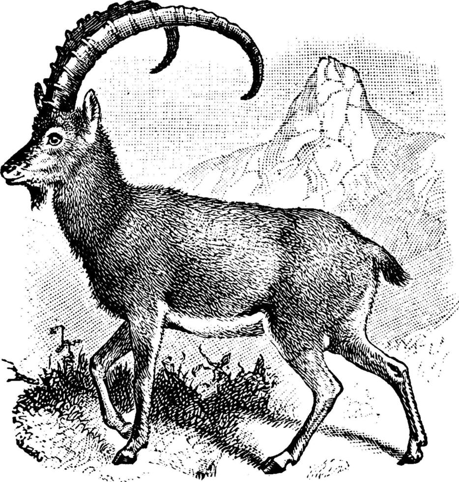 Wild Goat, vintage illustration. vector