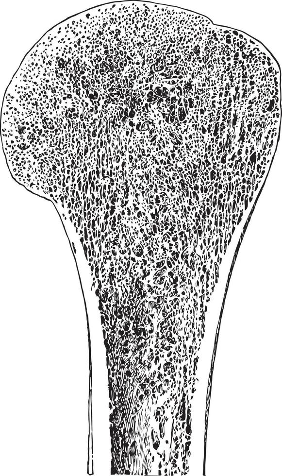 Section of Upper End of Humerus, vintage illustration. vector