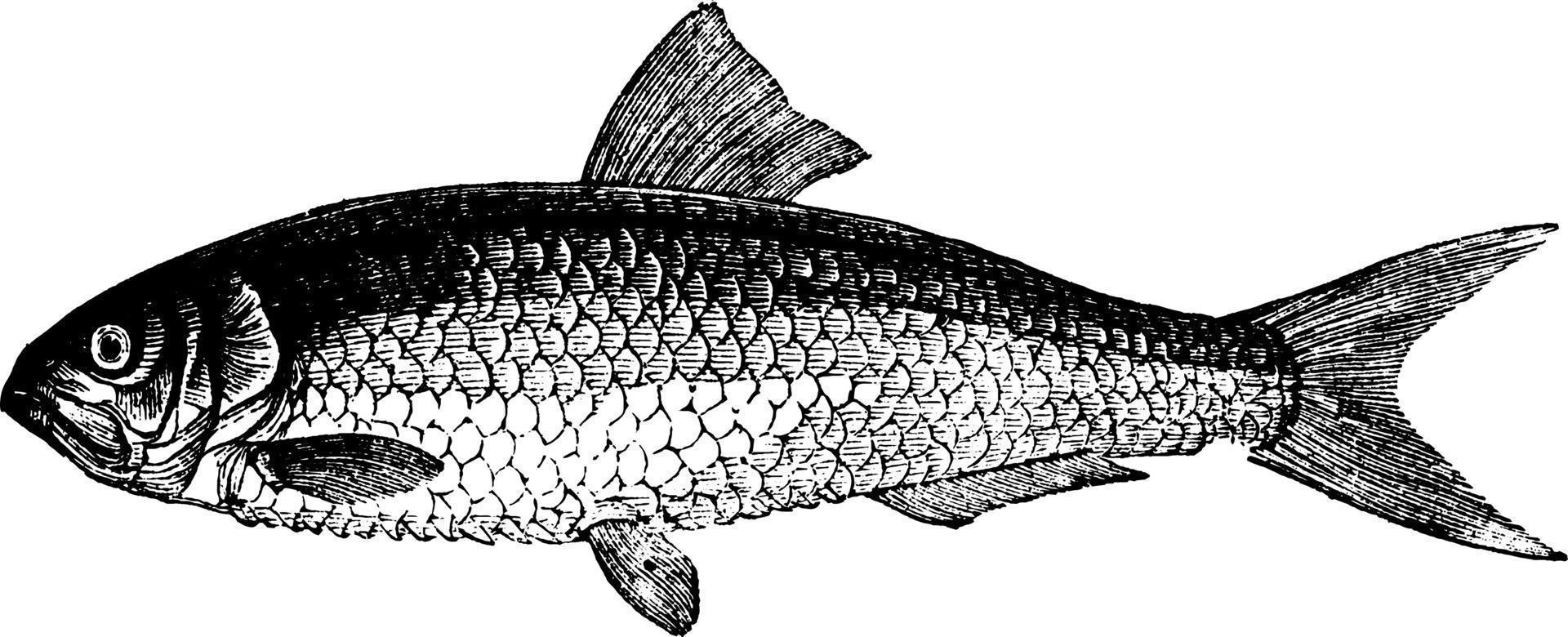 Twaite Shad, vintage illustration. vector