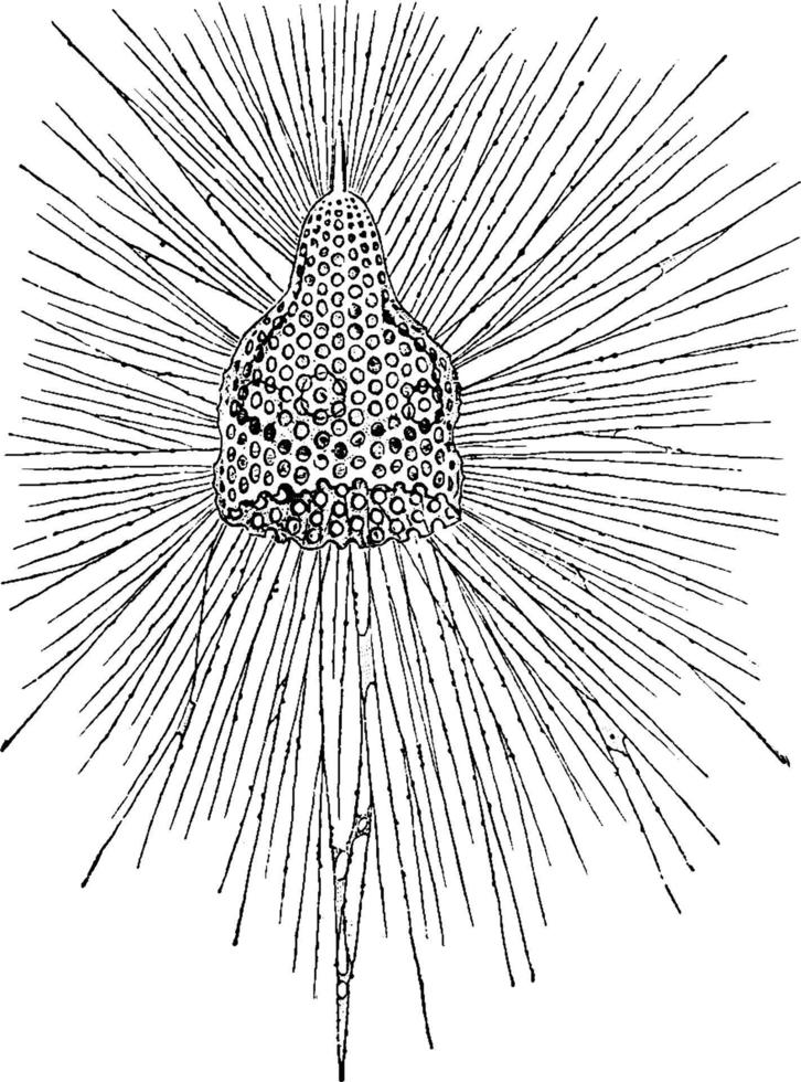 radiolario, ilustración vintage. vector