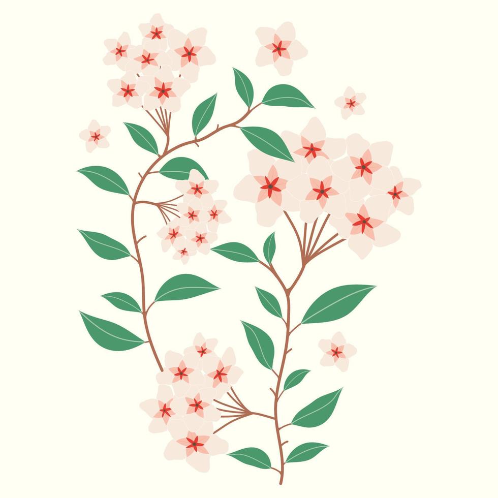 Hoya carnosa flower illustration vector