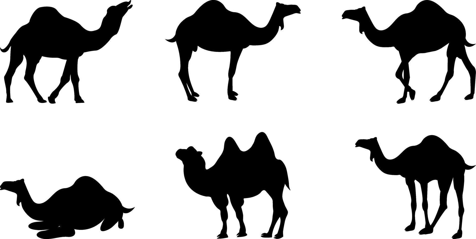 Animals Camels Vector Silhouette Set