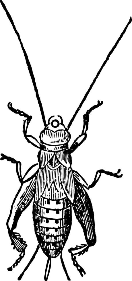 House Cricket Pupa vintage illustration. vector