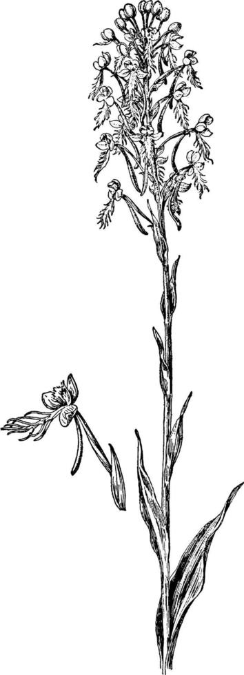 ilustración vintage de orquídeas con flecos amarillos. vector
