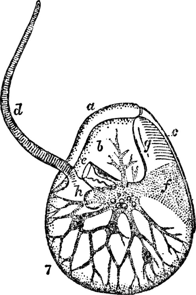 Lateral View of Noctiluca Scintillans, vintage illustration. vector