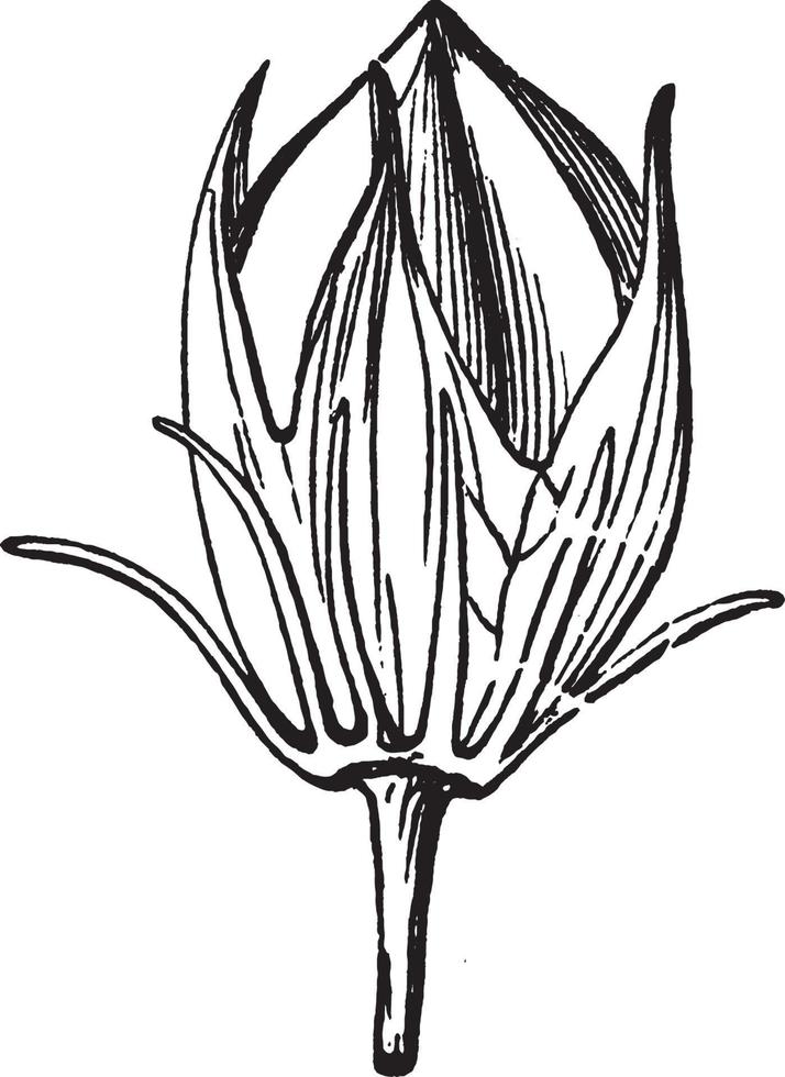 Pod vintage illustration. vector
