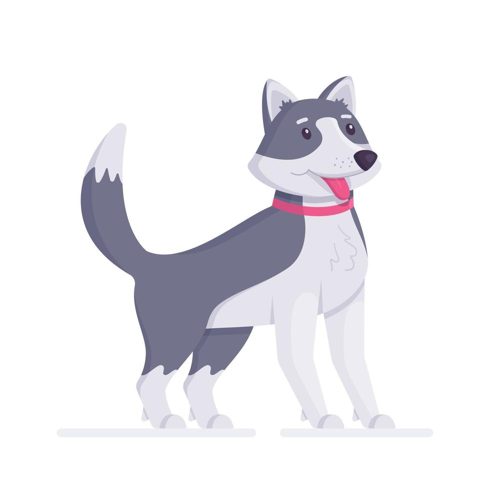 el perro husky está aislado en un fondo blanco. vector