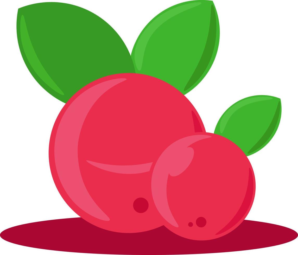 Fresh cranberry, illustration, vector on white background.