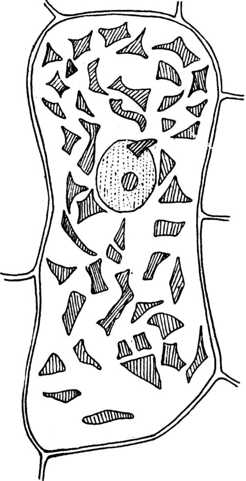 t. ilustración vintage de células majus. vector