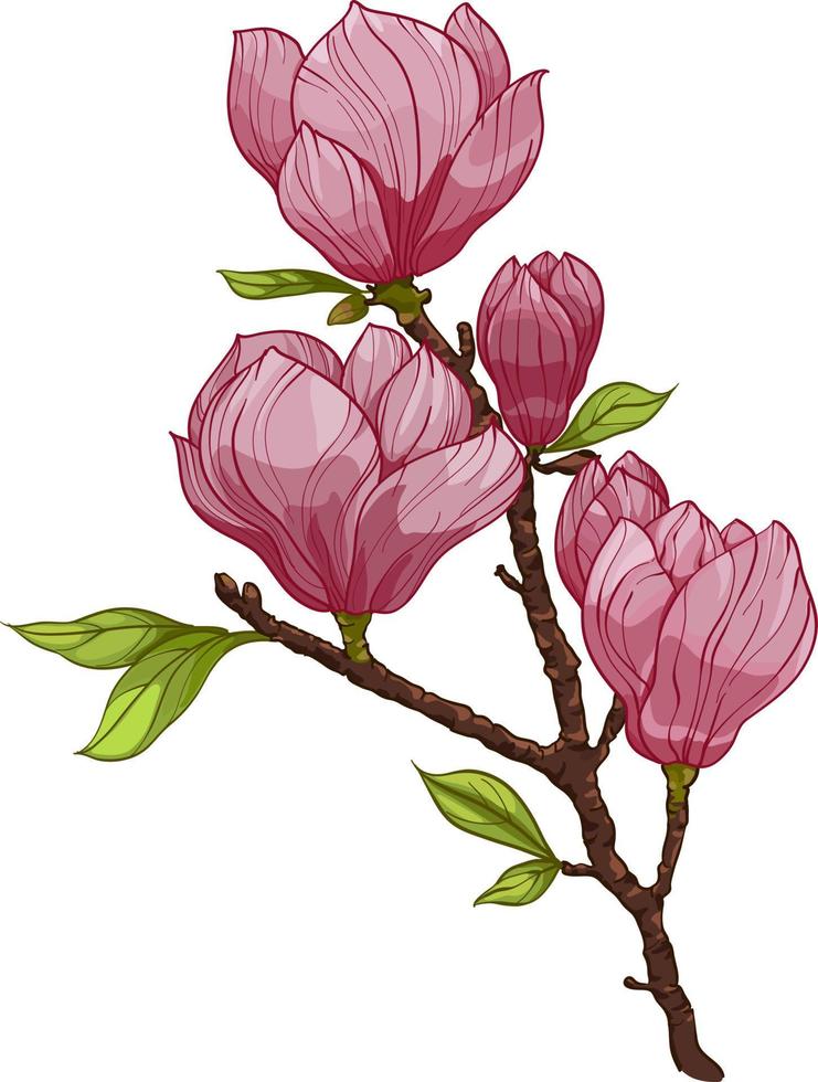 ramo de flores de magnolia, rama con flores rosas e ilustraciones de hojas. composición con flores. ramo de flores vector