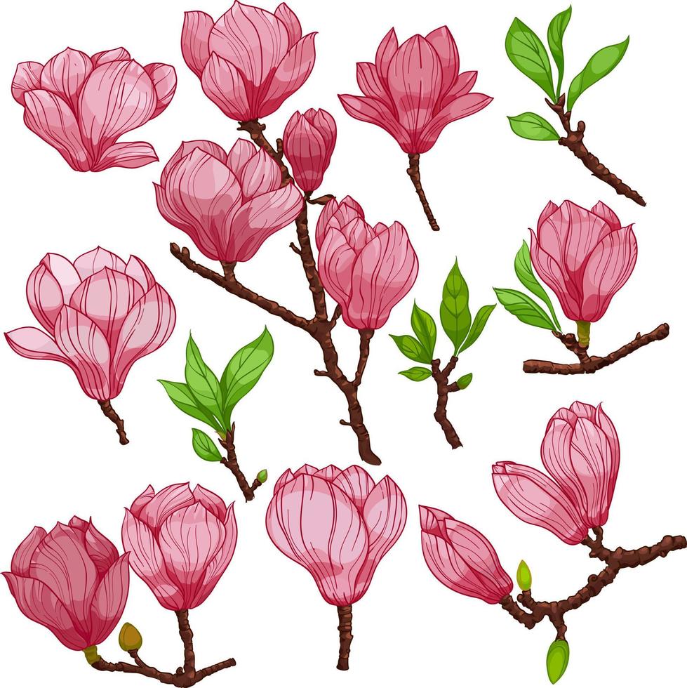 flores y capullos de magnolia, flores y capullos rosas, conjunto de elementos aislados en fondo blanco, elementos de diseño dibujados a mano vector