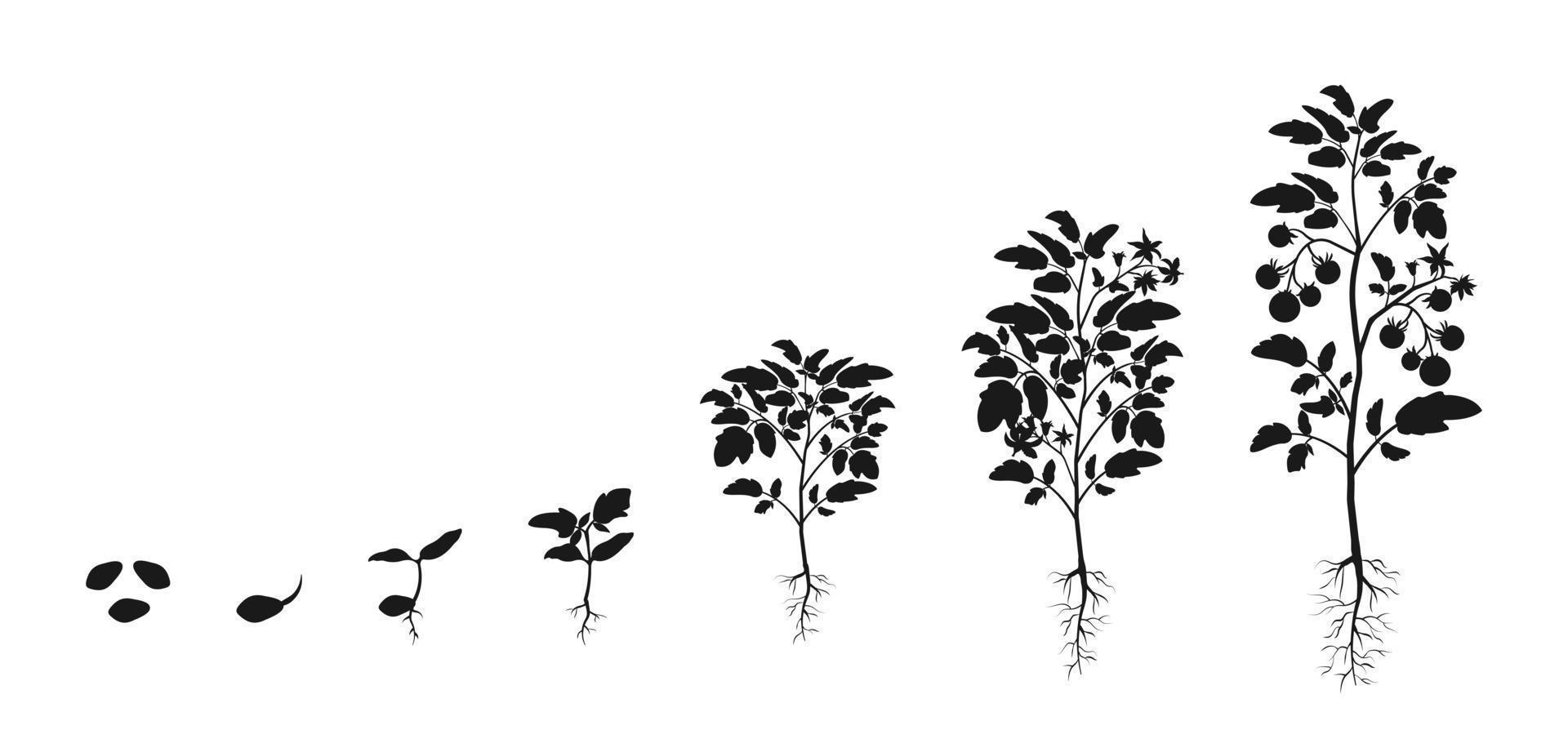 Stages of development of seedlings of tomatoes. Silhouette infographic of growing vegetables. vector