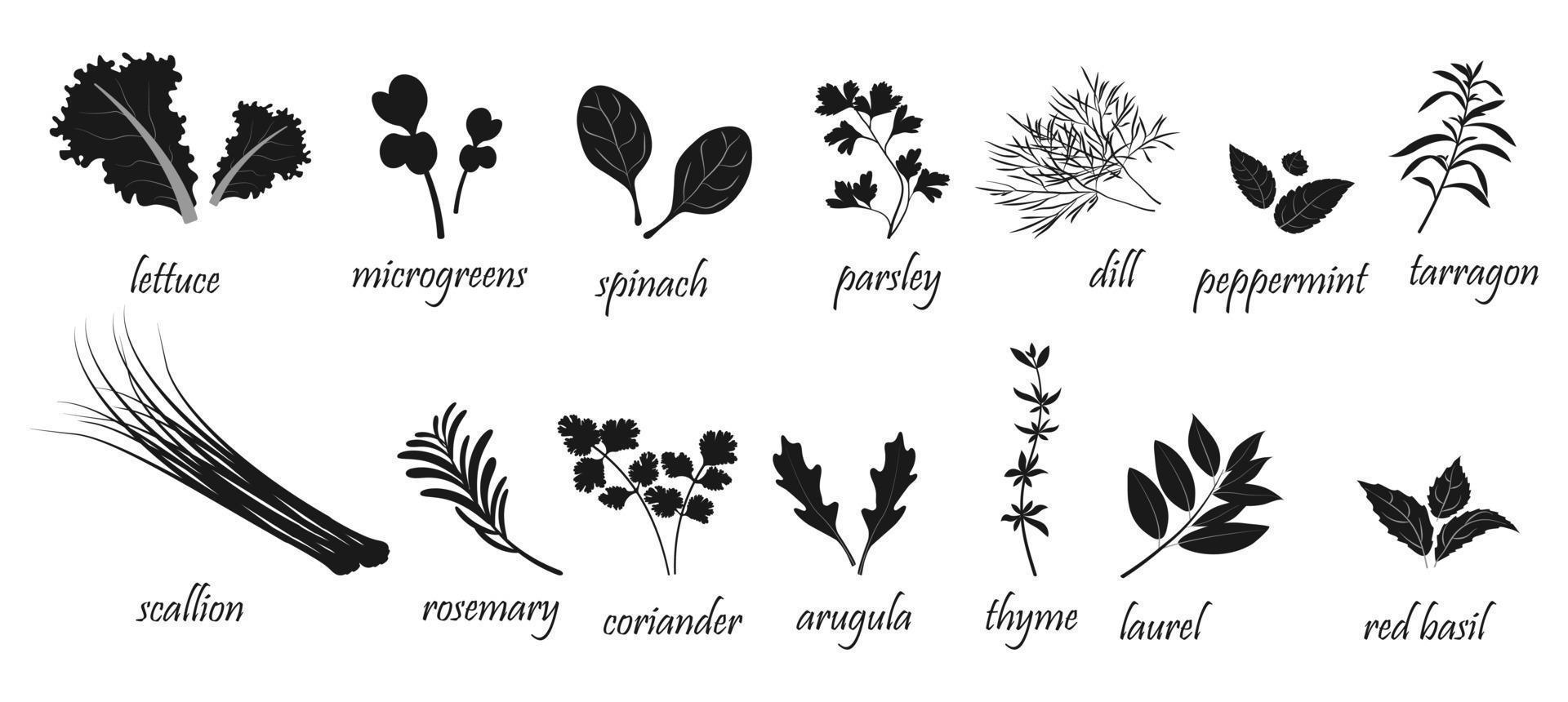 Silhouette of leafy vegetables and spices for cooking. Herbal ingredients infographics on white background vector