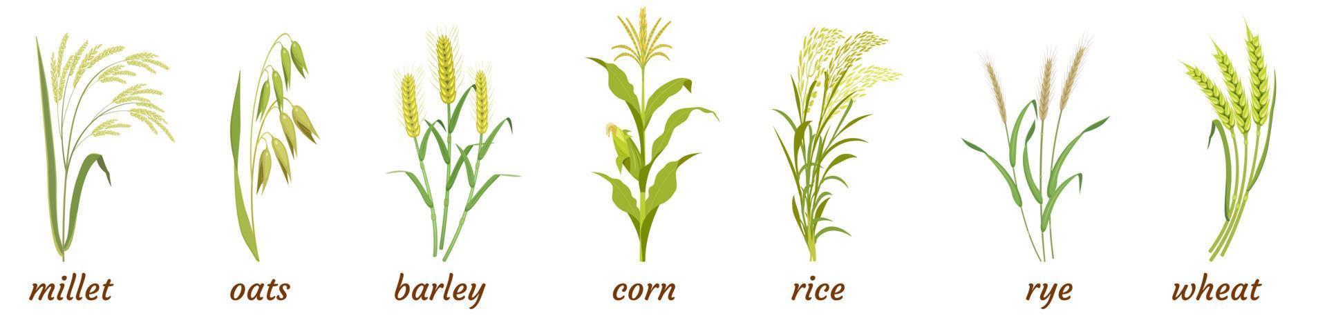 Cereal plants with ears and stem. Infographics of botanical elements of rice, barley, oats, millet, rye and wheat with corn. vector