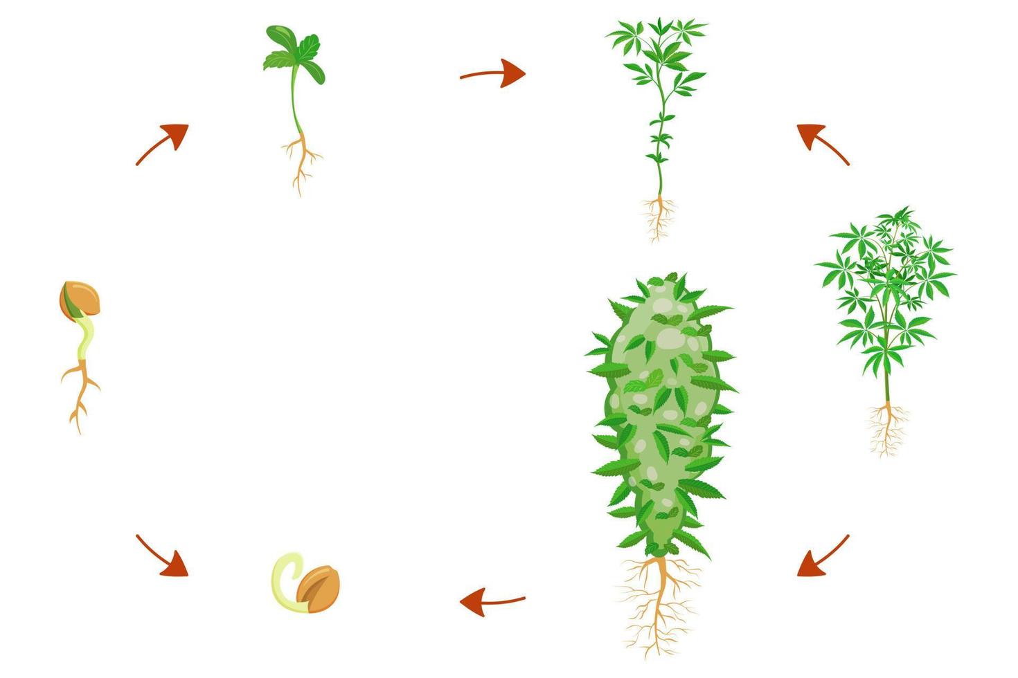 Etapas de germinación del cannabis. infografía de crecimiento de cannabis. ciclo de crecimiento de la planta vector