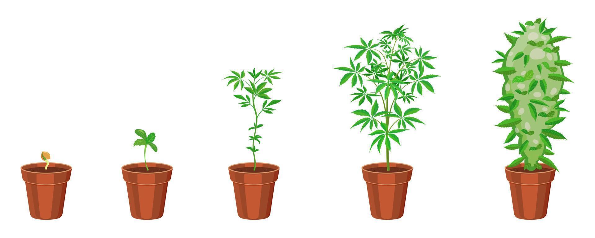 Cannabis growth in flower pot step by step. Marijuana sprouting infographic. Ganja sowing and growth cycle vector