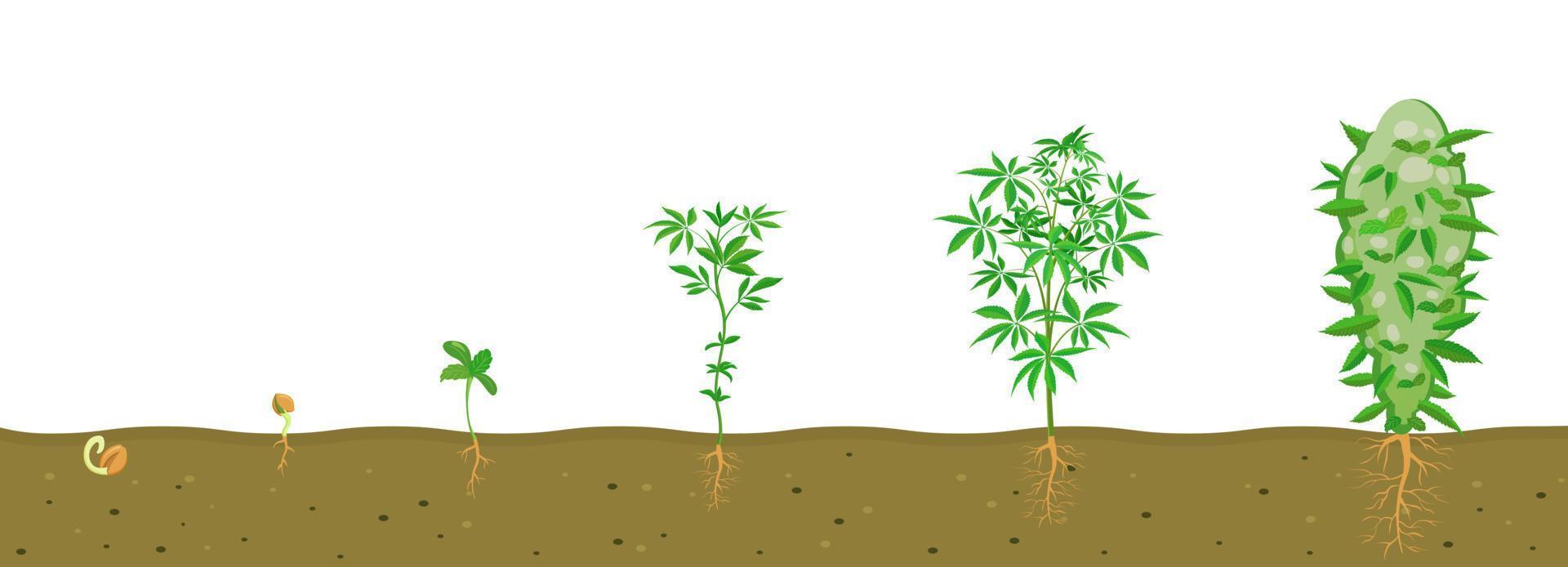 Cannabis growth in soil with root system. Vector illustration of stages of growing marijuana.