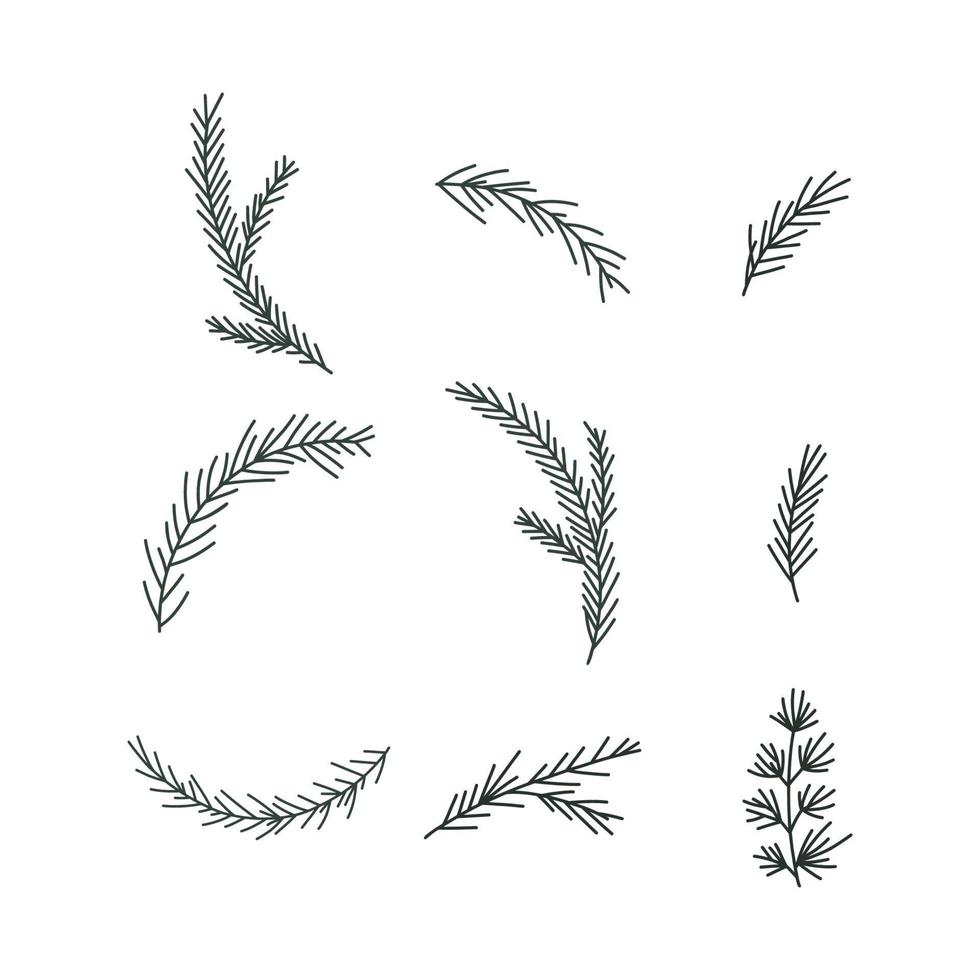 Pine tree branches set vector