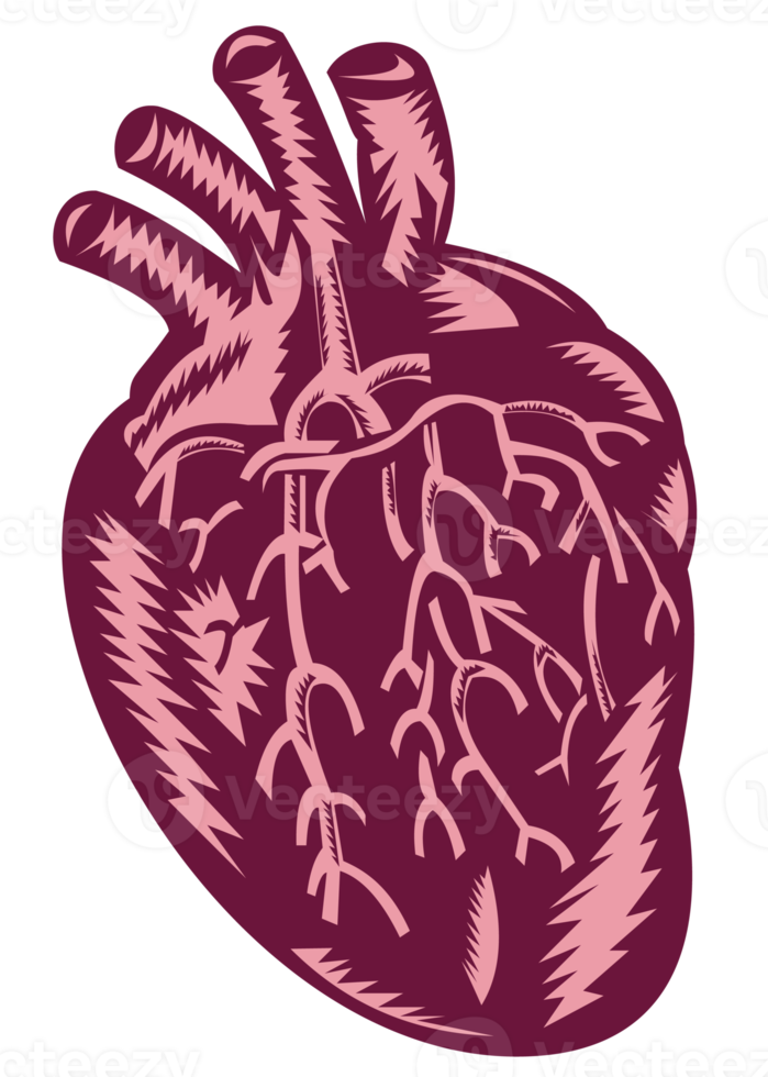 anatomy of the human heart png