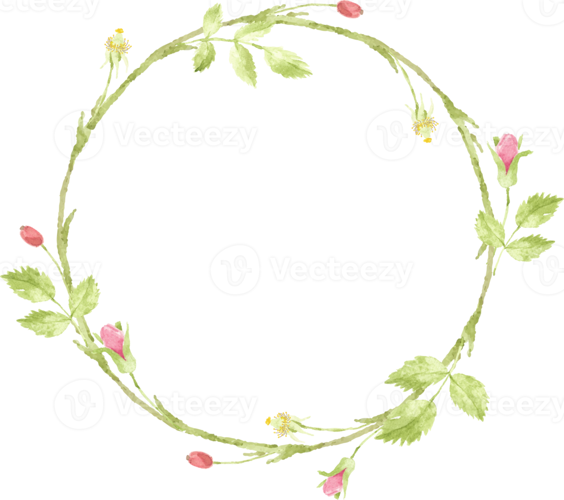 watercolor pink english rose wreath frame png