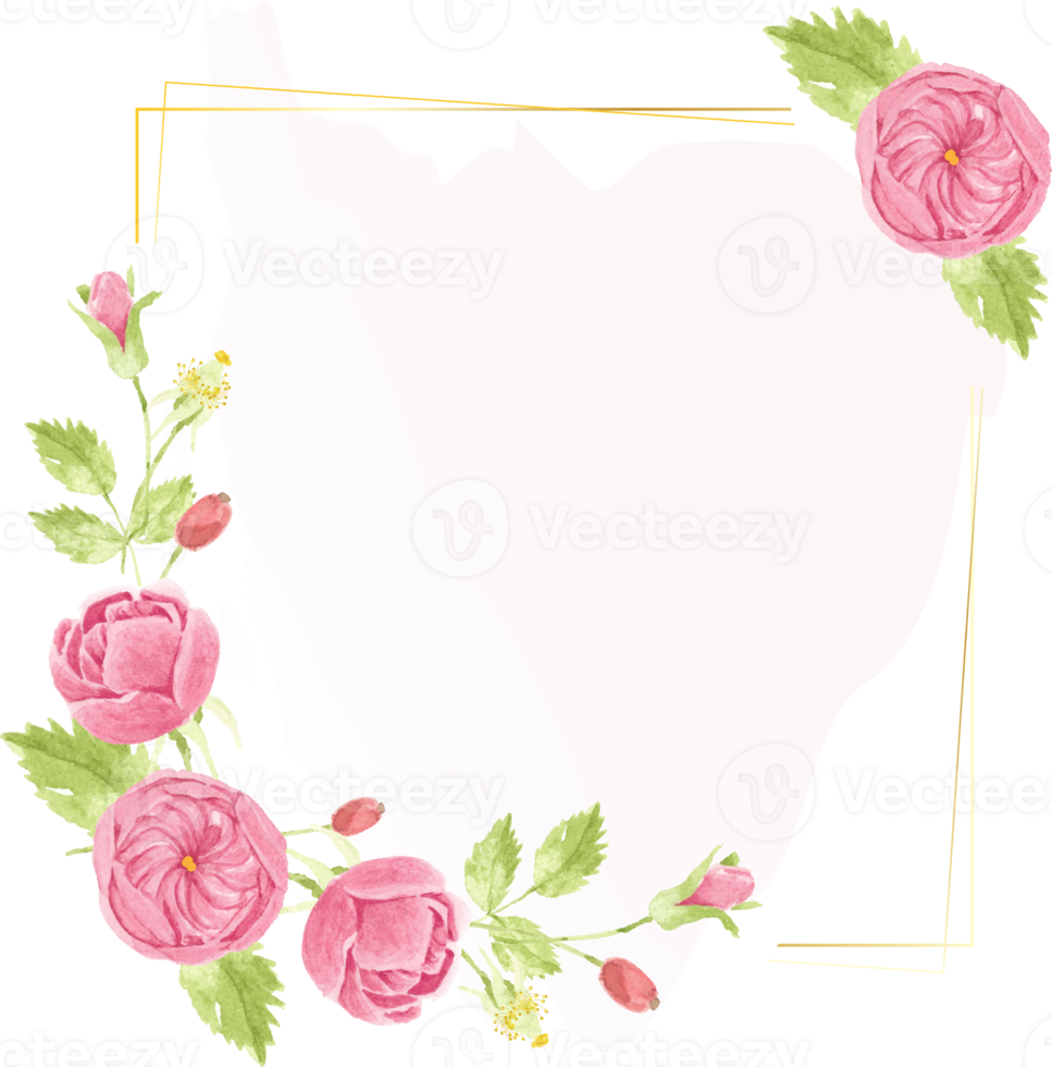 watercolor pink english rose with golden luxury square frame with copy space for text png