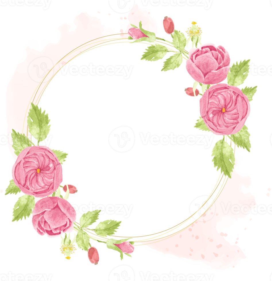 watercolor pink english rose wreath with round golden frame on pink splash png