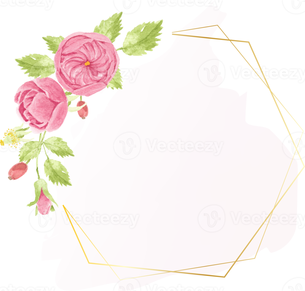watercolor pink english rose with golden luxury square frame with copy space for text png