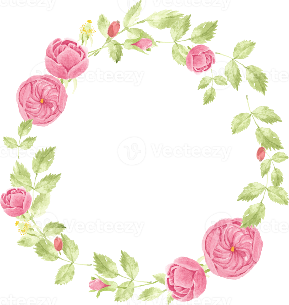 watercolor pink english rose wreath frame png