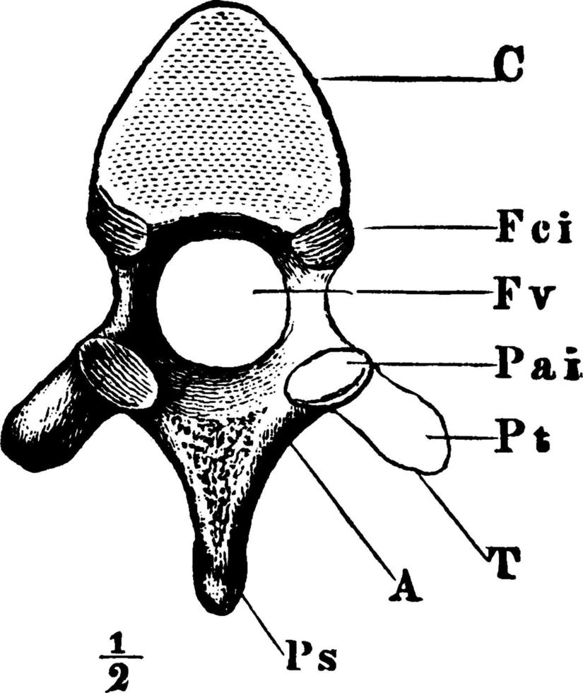 vértebra dorsal, ilustración vintage. vector