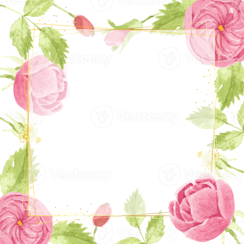 watercolor pink english rose with golden luxury square frame png