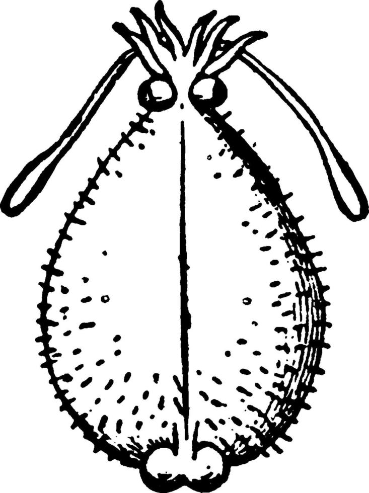 Cirrhoteuthis Mulleri, vintage illustration. vector