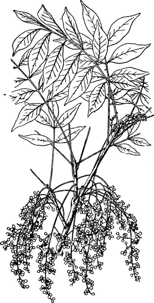 Poison Sumac vintage illustration. vector