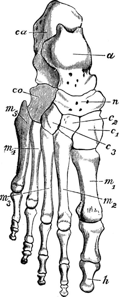 Bones of Human Foot, vintage illustration. vector