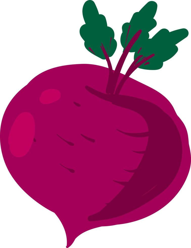 Flat beet, illustration, vector on white background.