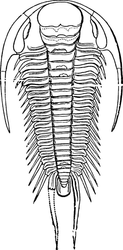 Trilobite, Paradoxides Bohemicus, vintage illustration. vector