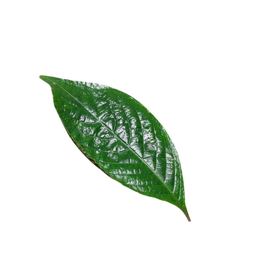 hojas verdes naturales png