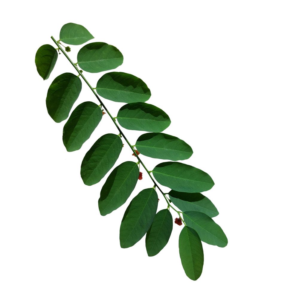 feuilles vertes naturelles png