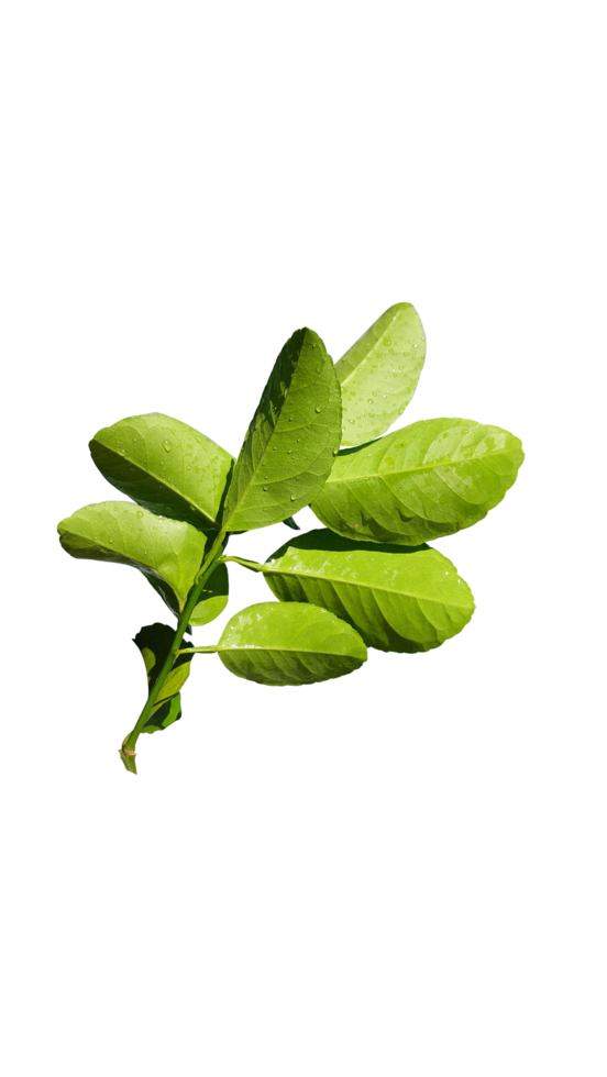 natuurlijke groene bladeren png