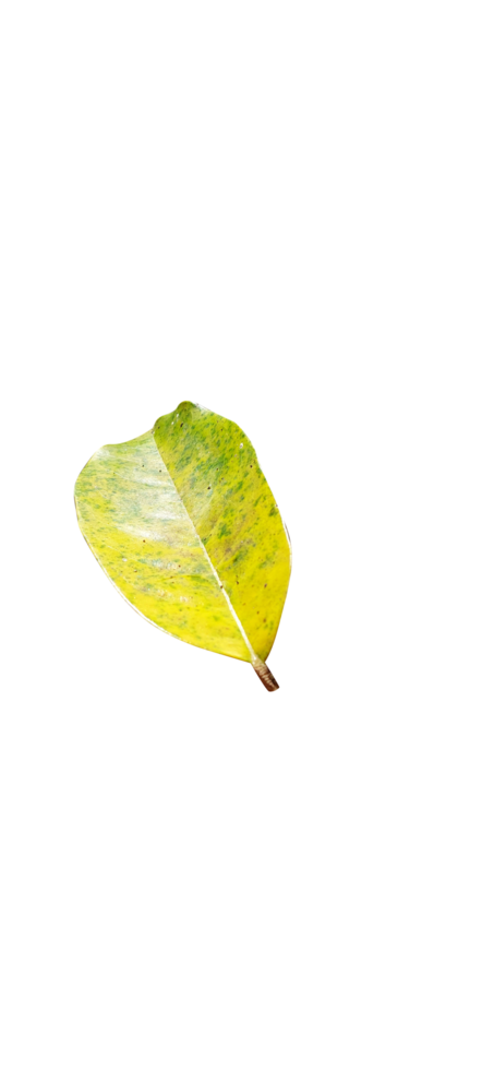 Natural Green Leafs png