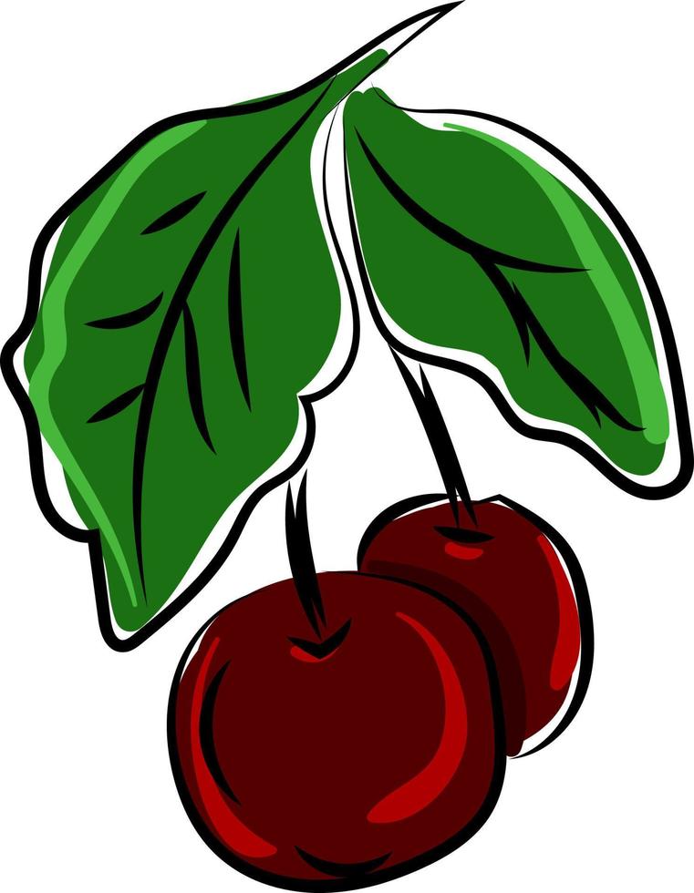 Cherries drawing, illustration, vector on white background.