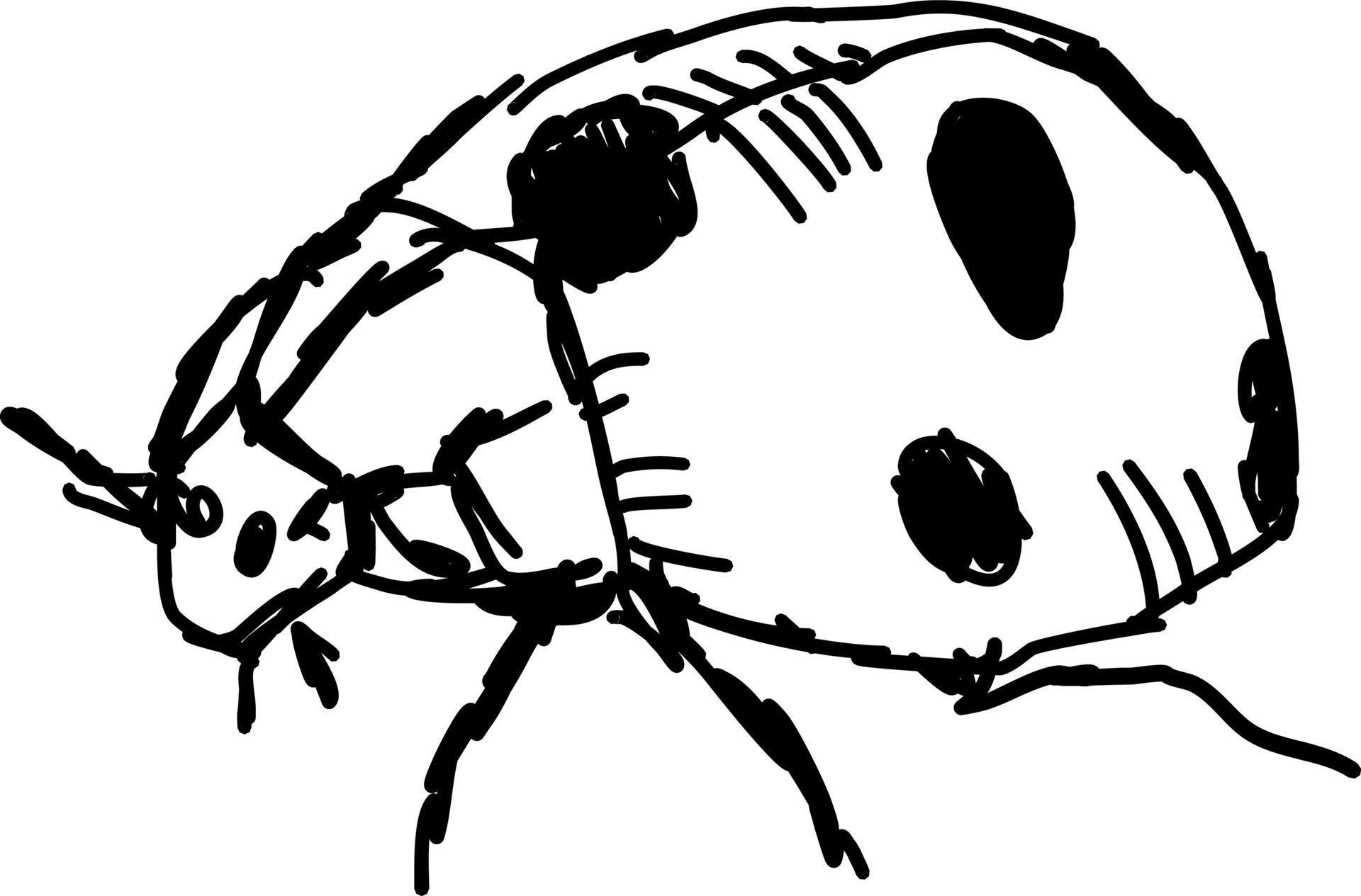 Ladybug drawing, illustration, vector on white background. 13743418 ...